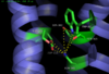 Figure 3: Open form of sodium binding pocket that does not cap the entrance of sodium into the top of the binding pocket. (PDB code:4GRV)