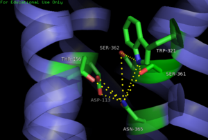 Figure 5: Open form of sodium binding pocket that does not cap the entrance of sodium into the top of the binding pocket. (PDB code:4GRV)