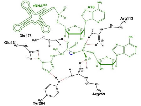 Aminoacylation reaction catalyzed by HisRS.