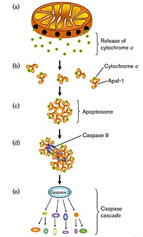 באיור מתוארת תחילה ההשתחררות של ציטוכרום סי מהמיטוכונדריה אל הציטוזול. לאחר מכן ציטוכרום סי נקשר לחלבון ציטופלזמי היוצר את מכלול האפופטוזום, מכלול זה מהווה את אחד ממרכזי הבקרה החשובים ביותר של האפופטוזה - הוא קושר ומבקע את החלבון פרוקספאז 9, משחרר אותו בצורתו הבוגרת והפעילה, וכך מפעיל את המסלול האפופטוטי הפנימי המסתיים במוות מכוון של התא.
