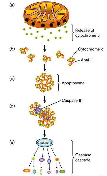 Image:Apoptosome.jpg