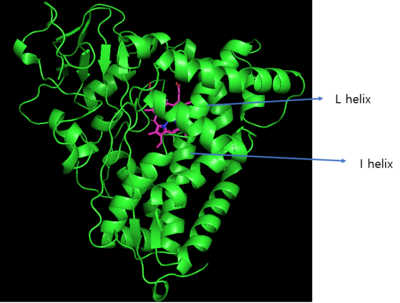 Figure 3. Cytochrome P450cam