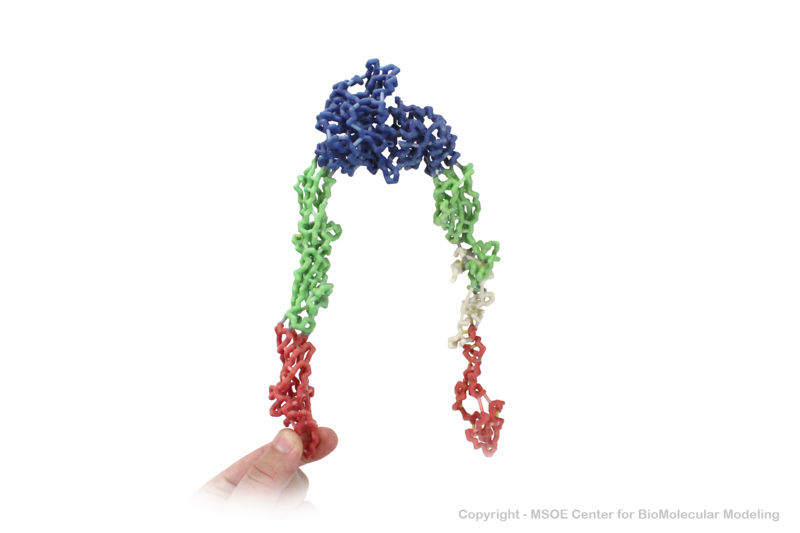 Image:Integrin 1 centerForBiomolecularModeling.jpg