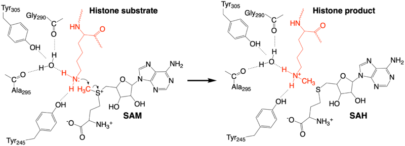 Image:KMT mechanism1.png