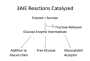 Reactions catalyzed by 3aie, mutansucrase of S. mutans. Image adapted from Monchois, et al.