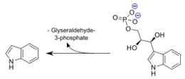 α-catalyzed reaction