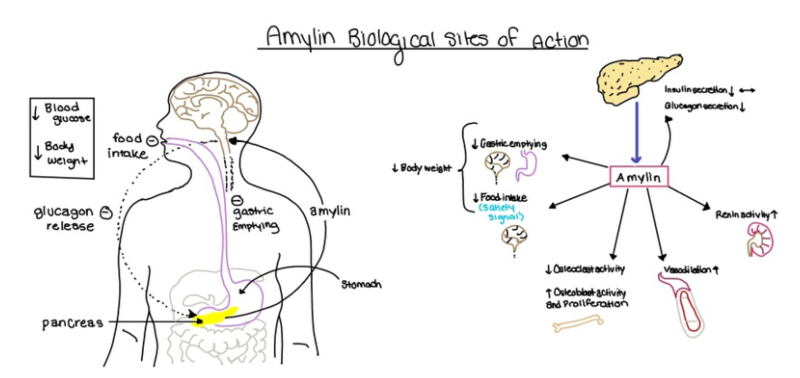 Image:Amylin biological role.png