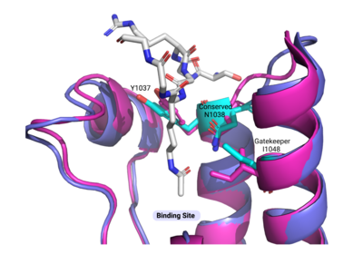 Alignment of the ATAD2B bromodomain (violet) with important binding site residues highlighted in cyan to the ATAD2 bromodomain (magenta) and the same important binding site residues. The RMSD value is 0.608, and there is little difference seen between these two paralogs and their important residues.