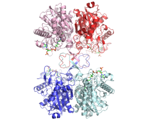 Figure 2: the tetramer (1DM3)