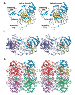 Structure of Human Erythrocyte Catalase  This figure represents a individual subunit of human catalase (a) , an arm-exchanged dimer with a catalase fold where both heme active sites are exposed on one surface (b), and a catalase tetramer with the addition of a second arm exchanged dimer where the heme active site is buried within the enzyme. In this figure the beta-barrel domain is colored yellow, the alpha helices are blue, NADPH is dark green, and the active site heme is red.