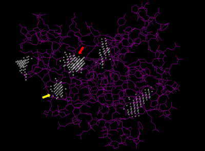 Predicted binding pockets for 3HDT represented by the white stippling.