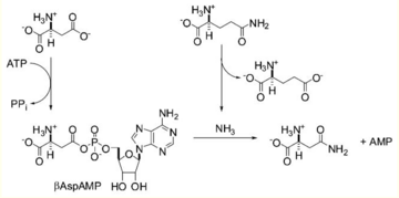 Figure.... Proposed reaction mechanism for ASNS using Aspartic Acid, Glutamine and ATP to synthesize Asparagine and Glutamic Acid.