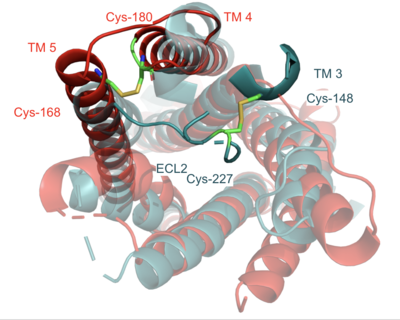 Overlay of the 5HT2AR and MRGPRX2 TMP for comparison of disulfide bond location.