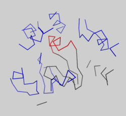 Crystal packing interactions between ADP-actin, complexed with TMR (grey ribbon)(PDB entry 1j6z) and neighboring residues in subdomain 2 of an adjacent monomer in the crystal within 15 angstroms of the D-loop in the unit cell (blue ribbons). Residues 39-50 are shown in red.