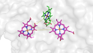 Figure2. Heme B558 (pink; left), Heme B595 (pink; right), and Heme D (green)