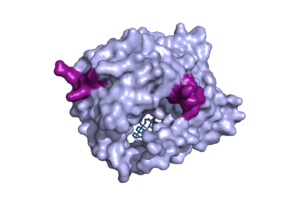 Figure 2. Surface representation of the NTCP molecule with both patches shown. Patch 1 can be seen on the left side of the molecule, whereas patch 2 is located on the right side within the binding tunnel. [PDB file 7ZYI].