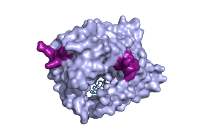 Figure 1. Surface representation of the NTCP molecule with both patches shown. Patch 1 can be seen on the left side of the molecule, whereas patch 2 is located on the right side within the binding tunnel. PDB file 7ZYI.