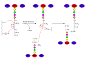 Fig.2 Peptidoglycan with PDB Cross-linking Mechanism