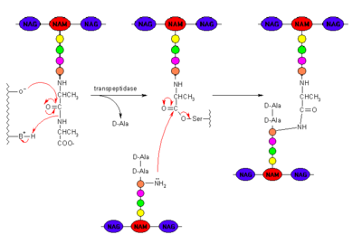Peptidoglycan with PBP Cross-linking Mechanism