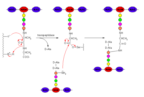 Peptidoglycan with PBP Cross-linking Mechanism