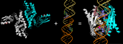 Fig.2. RNase III (Pbd codes 1O0W & 2EZ6) conformation change when bound to dsRNA