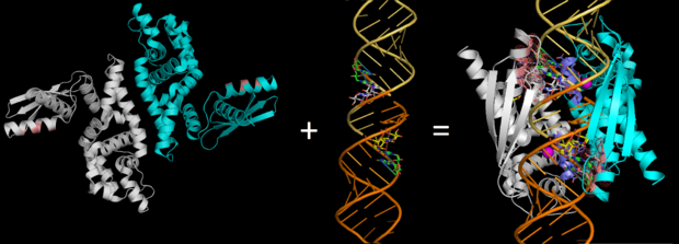 Fig.2. RNase III (Pbd codes 1O0W & 2EZ6) conformation change when bound to dsRNA