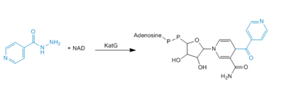 Mechanism of adduct formation