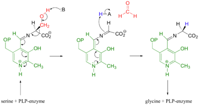 Mechanistic Conversion of Serine to Glycine catalyzed by SHMT