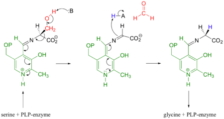 Mechanistic Conversion of Serine to Glycine catalyzed by SHMT