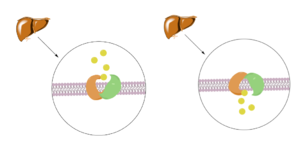 Figure 1. Bile Salt Uptake Mechanism.