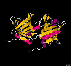 Crystal structure of Bovine Odorant Binding Protein