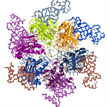 Rho Termination factor with its six identical subunits in various colors