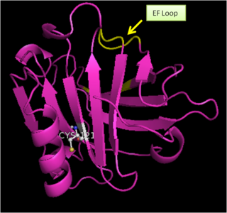 Figure 2. Bovine β-Lactoglobulin Monomer showing EF loop (colored yellow)