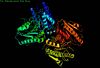 Caspase-6 Protein