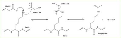 Figure 2: Arrow-Pushing Mechanism