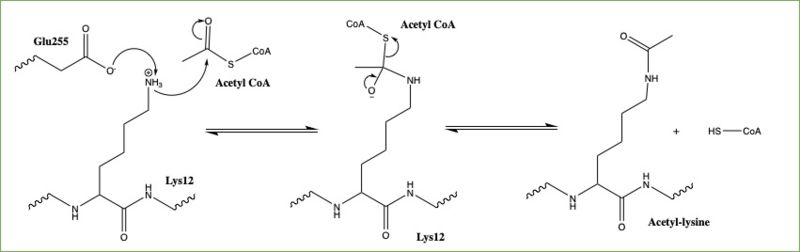 Image:HAT1 Mechanism.jpg