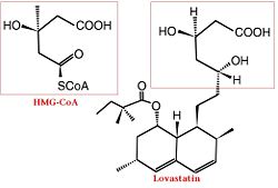 Comparison of Chemical Structure of HMG-CoA and Lovastatin