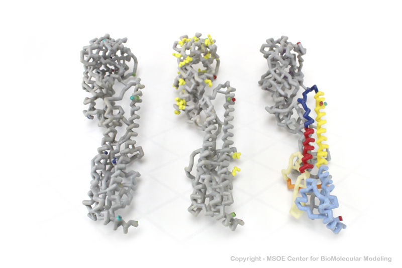 Image:Hemagglutinin2 centerForBioMolecularModeling.jpg