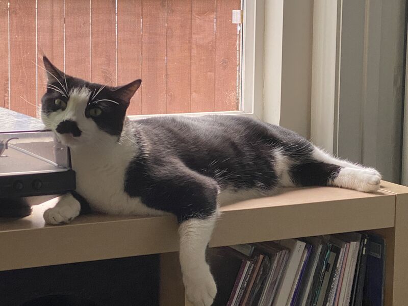 Image:Maggiecat.jpg