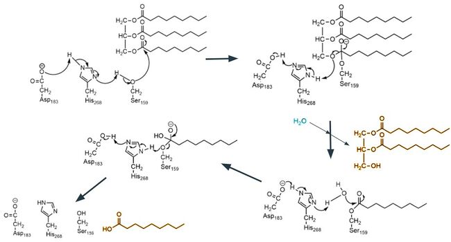 Figure 3. A four step arrow pushing mechanism for the catalysis of a triglyceride. The diglyceride and monoglyceride products are highlighted in yellow. The water molecule that makes the second nucleophilic attack is highlighted in blue.