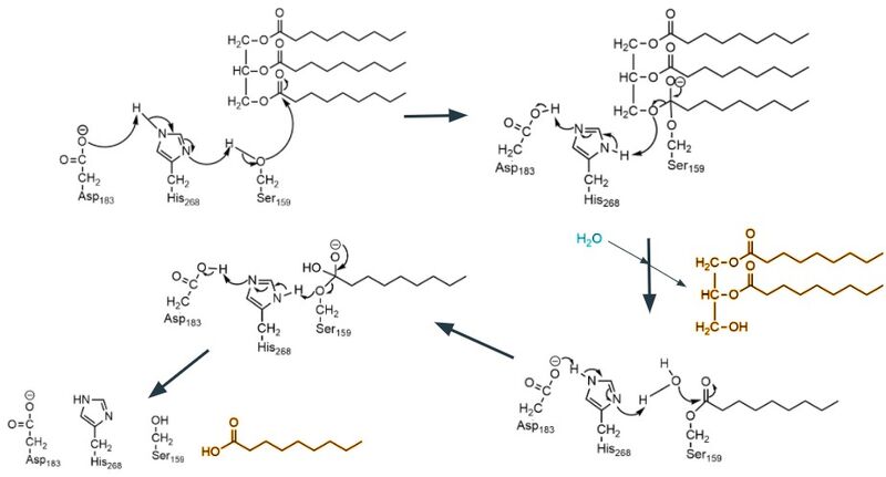 Image:Mechanismlpl.jpg