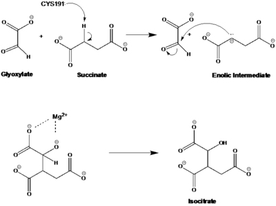 Figure 6: Chemical Mechanism of Isocitrate Lyase. Note: The mechanism depicted in this image is the reverse process, but the mechanism is identical.