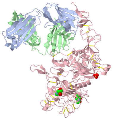 Structure of the extracellular region of HER2 complexed with Herceptin Fab(1n8z)