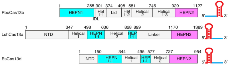 Image:Image Cas13 domains.png