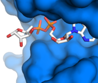 NudT16 shown in surface view, binding site for ADPR