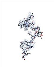 E2F transcription factor