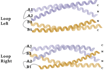 Figure 4. A schematic representing the differential conformations of the "loop-left" and "loop-right" Syn-F4 structures (Image created in BioRender.com).
