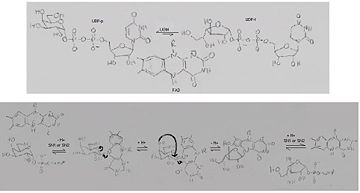 The inter-conversion of UDP-Galp and UPD-Galf catalyzed by UGM, through a nucleophilic SN1 or SN2 attack by reduced FAD 