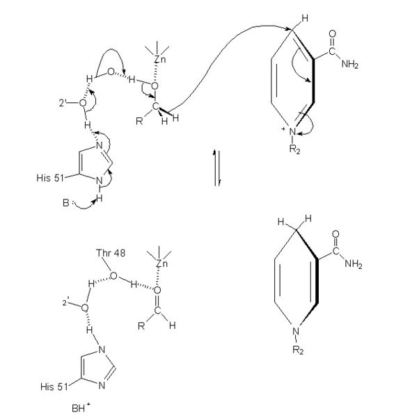 Image:Mechanism of adh.jpg
