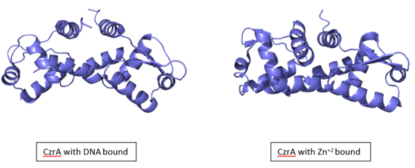 Figure 2:Comparison of CzrA with Zn+2 bound and CzrA with DNA bound